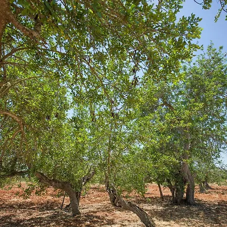 Cama * Santa Gertrudis (Ibiza)